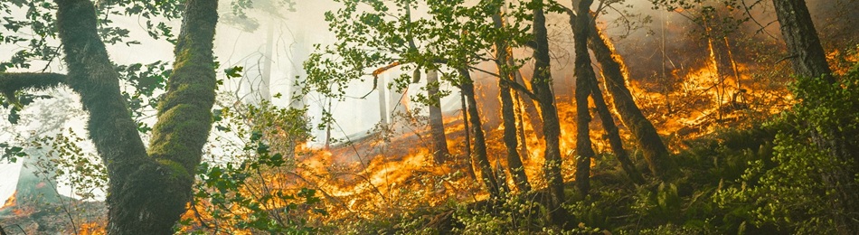 Armed Conflict Causes Long-Lasting Environmental Harms