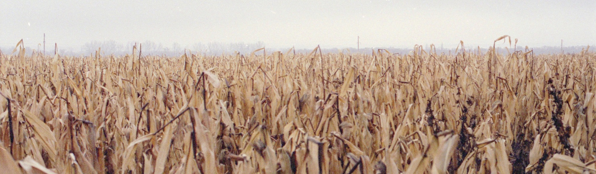 Global Breadbaskets: Food System Resilience as a Strategic Imperative