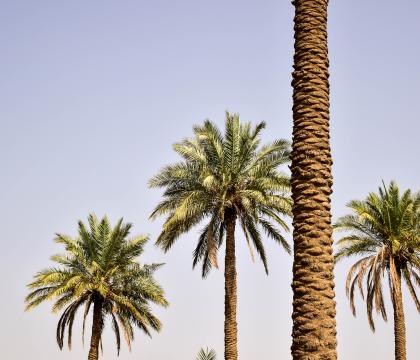 Fostering Climate Security and Environmental Cooperation in South Iraq