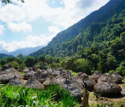 A broken canopy: Deforestation and conflict in Colombia