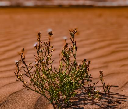 Questions of climate security & peace: Focus on the Sahel