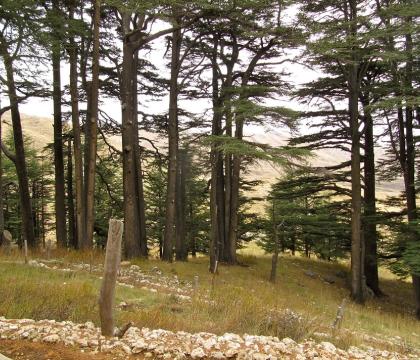Climate-security practice spotlight:  Environment Academy response in the forests of North Lebanon