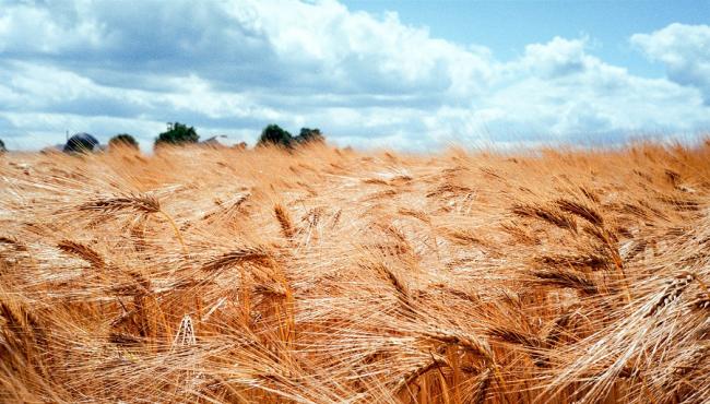 Ecological Consequences of Russia’s Full-Scale Invasion of Ukraine: Accountability, Compensation, and Sustainable Recovery